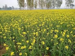 Mustard