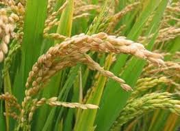 Paddy (Rice)