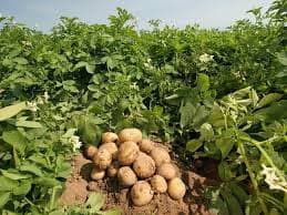 Potatoes