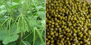 Pulses